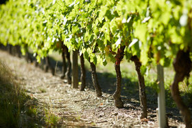 Cognac Grande Champagne vineyard